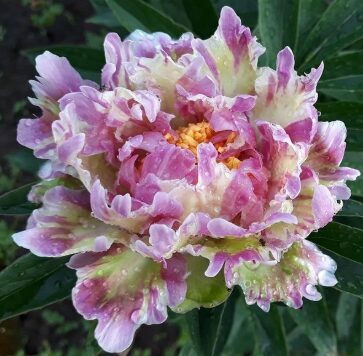 Peonija 'Pink Spritzer'